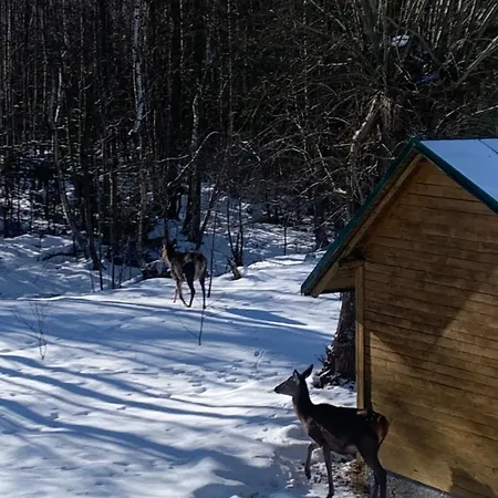 Apartment Loft Lomnica